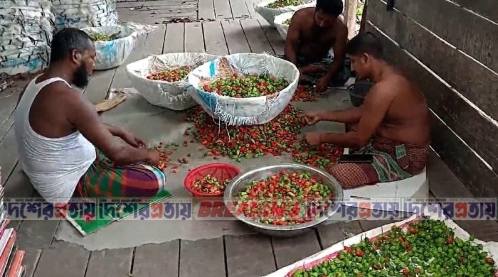 উপকূলের উঠান থেকে বিশ্ববাজারে বোম্বাই মরিচ