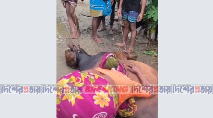 বাঞ্ছারামপুর বজ্রাঘাতে প্রাণ গেল কোরবানির গরুর, শরিকদের আহাজারি