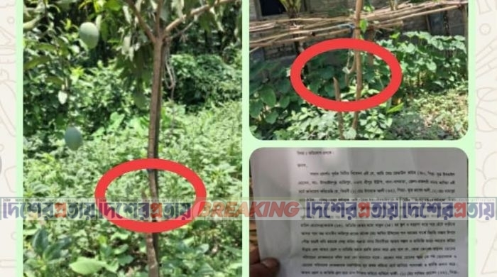 বাগমারায় প্রতিহিংসায় প্রতিপক্ষের আমগাছ ও পান বরজ কর্তনের অভিযোগ