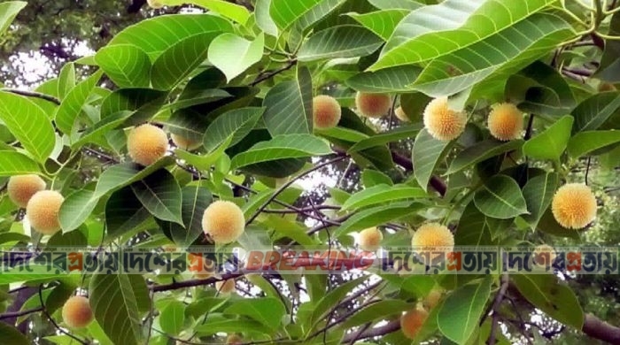 বর্ষা ভেবে গ্রীষ্মে ফুটল কদম ফুল
