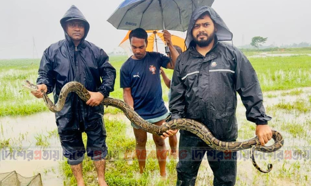 হাইল হাওর থেকে অজগর উদ্ধার