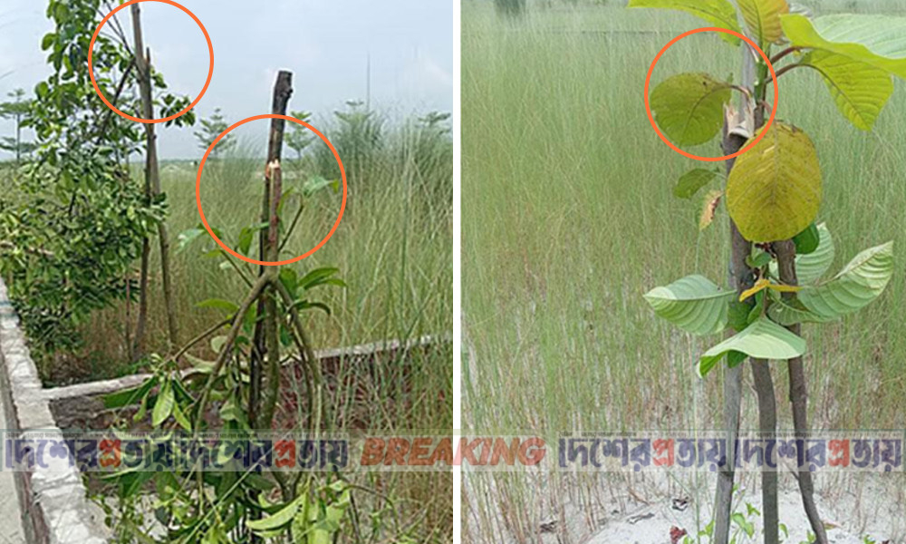 মাধবদীতে পূর্বাচল প্রবাসী পল্লী আবাসন প্রকল্পের শতাধিক গাছ কর্তনের অভিযোগ