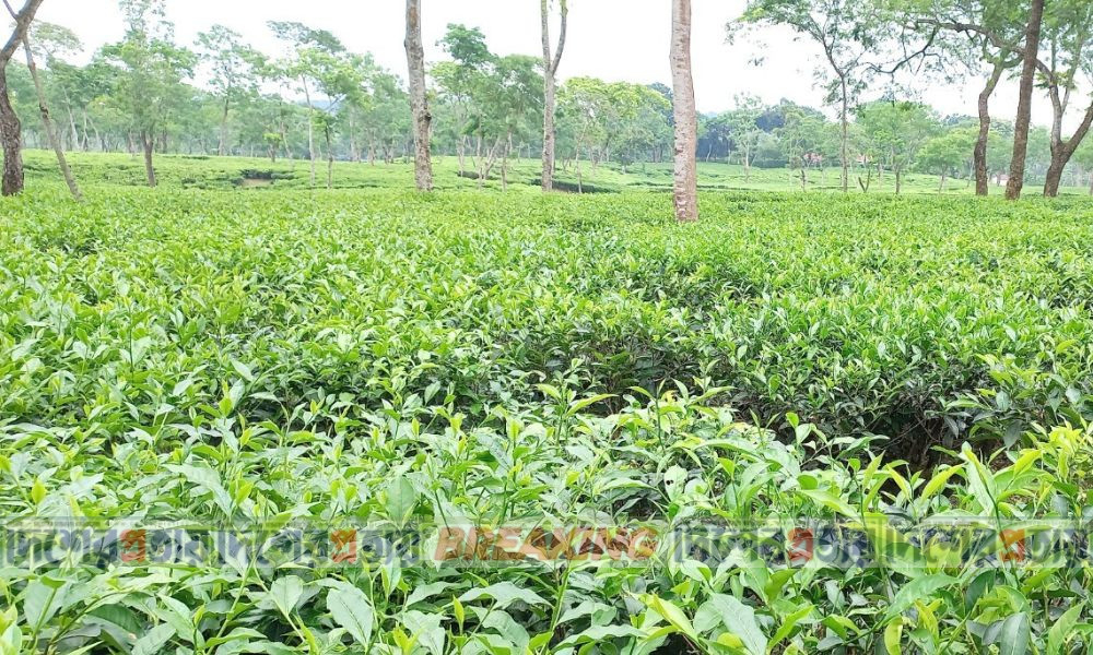 ১১৫ মিলিয়ন কেজি চা উৎপাদনের লক্ষ্যমাত্রা