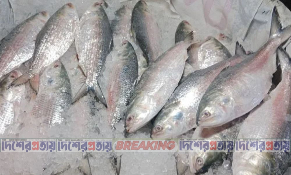 সরকারি উদ্যোগে বাড়বে ইলিশের উৎপাদন